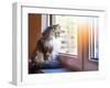 Beautiful Grey Cat Sitting on Windowsill and Looking to a Window-lkoimages-Framed Photographic Print