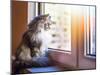 Beautiful Grey Cat Sitting on Windowsill and Looking to a Window-lkoimages-Mounted Photographic Print