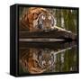 Beautiful Heartwarming Image of Tiger Laying with Head on Paws Reflection in Water-Veneratio-Framed Stretched Canvas