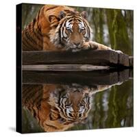 Beautiful Heartwarming Image of Tiger Laying with Head on Paws Reflection in Water-Veneratio-Stretched Canvas