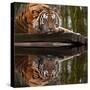 Beautiful Heartwarming Image of Tiger Laying with Head on Paws Reflection in Water-Veneratio-Stretched Canvas