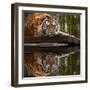 Beautiful Heartwarming Image of Tiger Laying with Head on Paws Reflection in Water-Veneratio-Framed Photographic Print