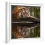 Beautiful Heartwarming Image of Tiger Laying with Head on Paws Reflection in Water-Veneratio-Framed Photographic Print