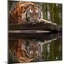 Beautiful Heartwarming Image of Tiger Laying with Head on Paws Reflection in Water-Veneratio-Mounted Photographic Print