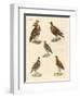 Beautiful Hen-Like Birds-null-Framed Giclee Print