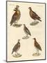 Beautiful Hen-Like Birds-null-Mounted Giclee Print