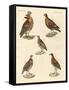 Beautiful Hen-Like Birds-null-Framed Stretched Canvas