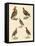 Beautiful Hen-Like Birds-null-Framed Stretched Canvas