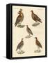 Beautiful Hen-Like Birds-null-Framed Stretched Canvas