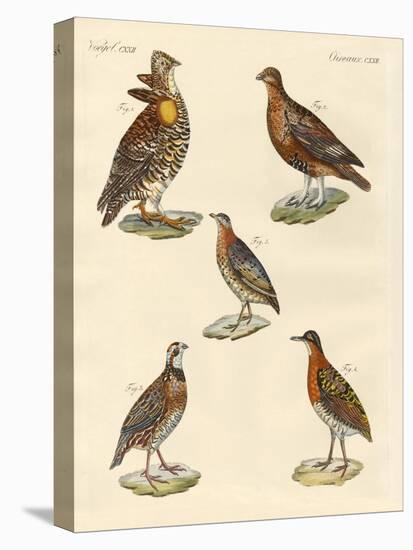 Beautiful Hen-Like Birds-null-Stretched Canvas