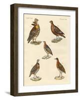 Beautiful Hen-Like Birds-null-Framed Giclee Print