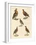 Beautiful Hen-Like Birds-null-Framed Giclee Print