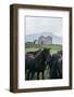 Beautiful Icelandic Horses, Southern Countryside Iceland-Vincent James-Framed Photographic Print