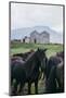 Beautiful Icelandic Horses, Southern Countryside Iceland-Vincent James-Mounted Photographic Print