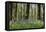 Beautiful Image of Bluebells Woods from Very Low Point of View-Veneratio-Framed Stretched Canvas