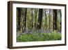 Beautiful Image of Bluebells Woods from Very Low Point of View-Veneratio-Framed Photographic Print