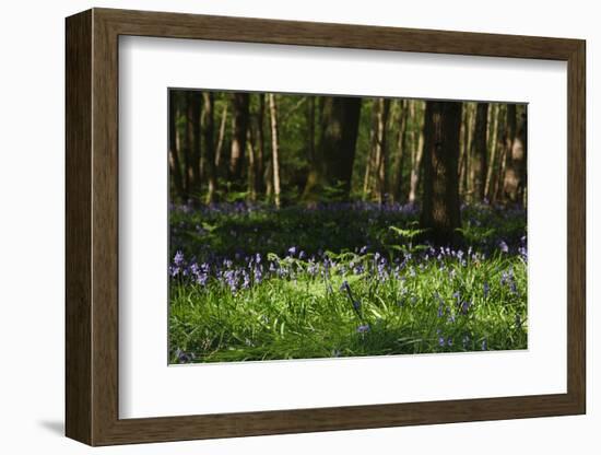 Beautiful Image of Bluebells Woods from Very Low Point of View-Veneratio-Framed Photographic Print