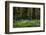 Beautiful Image of Bluebells Woods from Very Low Point of View-Veneratio-Framed Photographic Print