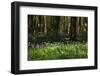 Beautiful Image of Bluebells Woods from Very Low Point of View-Veneratio-Framed Photographic Print