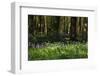 Beautiful Image of Bluebells Woods from Very Low Point of View-Veneratio-Framed Photographic Print