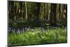 Beautiful Image of Bluebells Woods from Very Low Point of View-Veneratio-Mounted Photographic Print