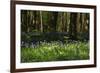 Beautiful Image of Bluebells Woods from Very Low Point of View-Veneratio-Framed Photographic Print