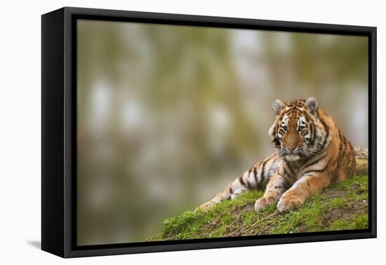 Beautiful Image of Lovely Tiger Cub Relaxing on Grassy Mound-Veneratio-Framed Stretched Canvas