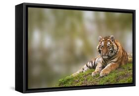 Beautiful Image of Lovely Tiger Cub Relaxing on Grassy Mound-Veneratio-Framed Stretched Canvas