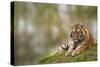Beautiful Image of Lovely Tiger Cub Relaxing on Grassy Mound-Veneratio-Stretched Canvas