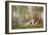 Beautiful Image of Lovely Tiger Cub Relaxing on Grassy Mound-Veneratio-Framed Photographic Print