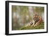 Beautiful Image of Lovely Tiger Cub Relaxing on Grassy Mound-Veneratio-Framed Photographic Print