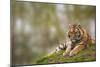 Beautiful Image of Lovely Tiger Cub Relaxing on Grassy Mound-Veneratio-Mounted Photographic Print