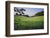 Beautiful Image of Typical English Countryside Landscpae with Cattle Grazing in Sun-Veneratio-Framed Photographic Print