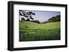 Beautiful Image of Typical English Countryside Landscpae with Cattle Grazing in Sun-Veneratio-Framed Photographic Print