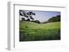 Beautiful Image of Typical English Countryside Landscpae with Cattle Grazing in Sun-Veneratio-Framed Photographic Print