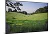 Beautiful Image of Typical English Countryside Landscpae with Cattle Grazing in Sun-Veneratio-Mounted Photographic Print