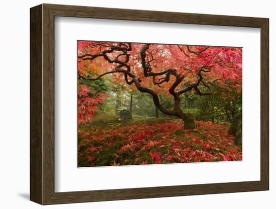 Beautiful Japanese Maple in the Fall-null-Framed Photographic Print