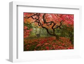 Beautiful Japanese Maple in the Fall-null-Framed Photographic Print