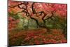 Beautiful Japanese Maple in the Fall-null-Mounted Photographic Print
