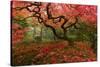 Beautiful Japanese Maple in the Fall-null-Stretched Canvas