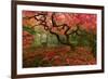 Beautiful Japanese Maple in the Fall-null-Framed Photographic Print