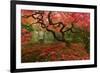 Beautiful Japanese Maple in the Fall-null-Framed Photographic Print