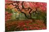 Beautiful Japanese Maple in the Fall-null-Mounted Photographic Print