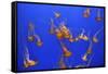 Beautiful Jelly Fishes-Jorg Hackemann-Framed Stretched Canvas