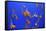 Beautiful Jelly Fishes-Jorg Hackemann-Framed Stretched Canvas