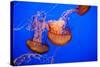 Beautiful Jelly Fishes-Jorg Hackemann-Stretched Canvas