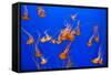 Beautiful Jelly Fishes-Jorg Hackemann-Framed Stretched Canvas