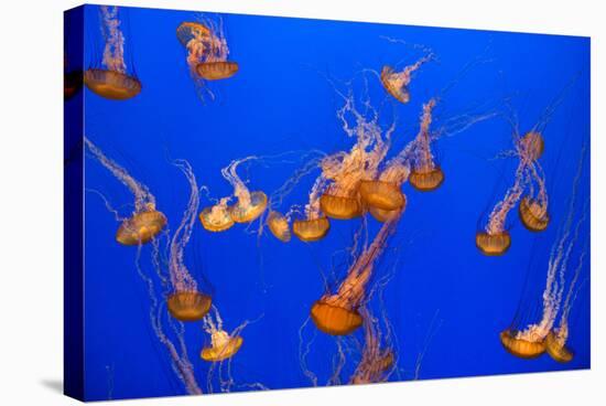Beautiful Jelly Fishes-Jorg Hackemann-Stretched Canvas