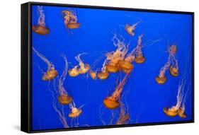 Beautiful Jelly Fishes-Jorg Hackemann-Framed Stretched Canvas