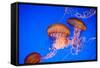 Beautiful Jelly Fishes-Jorg Hackemann-Framed Stretched Canvas
